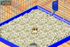 Image in-game du jeu Hamster Monogatari 2 GBA sur Nintendo GameBoy Advance